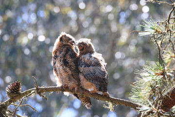 Great Horned Owl