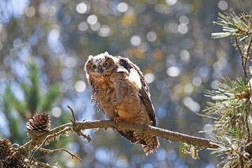 Great  Horned Owl