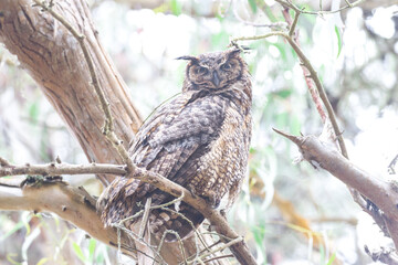 Great Horned Owl