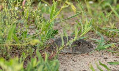 Common Vole (Microtus arvalis) in an open rural field it's Natural Habitat