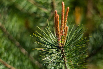 coniferous branches in the sun forest summer pine
