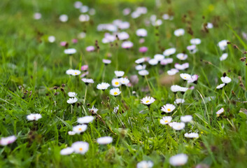 daisies flowers macro photo beautiful in grass