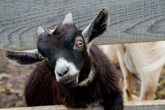 117 Best Bebe Chevre Images Stock Photos Vectors Adobe Stock