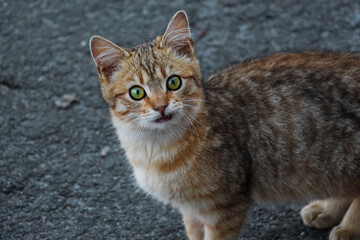A young red-haired abandoned cat with bright beautiful green eyes sits on the street and looks at the camera with hope. Homeless kitten. Pet protection concept.