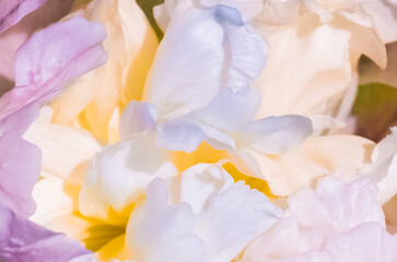 Obraz na płótnie Canvas flower peony macro photo beautiful petals