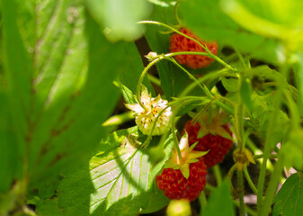 wild strawberries ripen on a bush in the grass