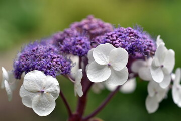 Obraz premium Blüte einer rauen Hortensie