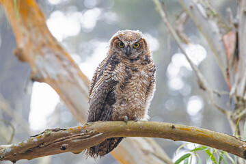 Great Horned Owl 