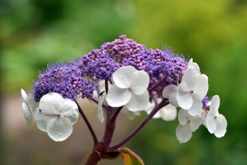 Blüte einer rauen Hortensie