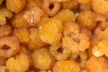 Raspberry yellow ripe in warm summer, healthy berries, diet food.
