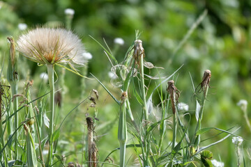 A dandelion with a full head of seeds ready to be dispersed by the wind. 