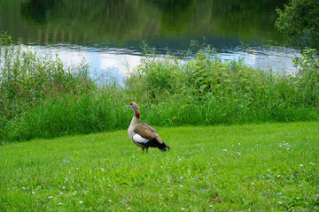 Eine Nilgans steht auf einer Wiese am Ufer der Mosel 