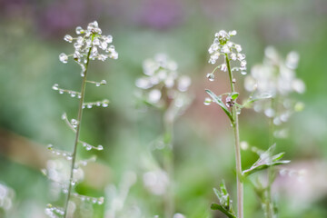 dew on flowers, grass in spring after rain summer green