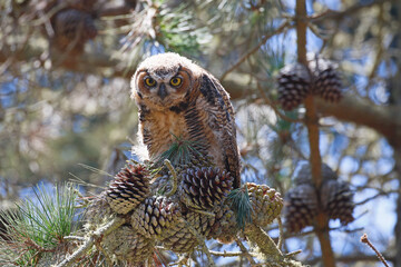 Great Horned Owl