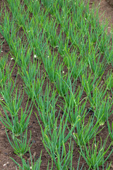 rows of green young onions planted in the vegetable bed