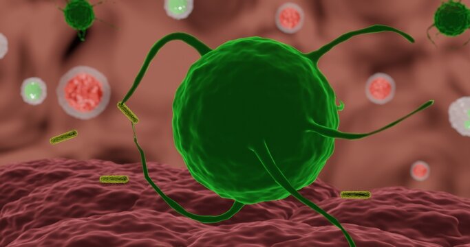 Macrophage undergoing phagocytosis of bacteria in 3d illustration