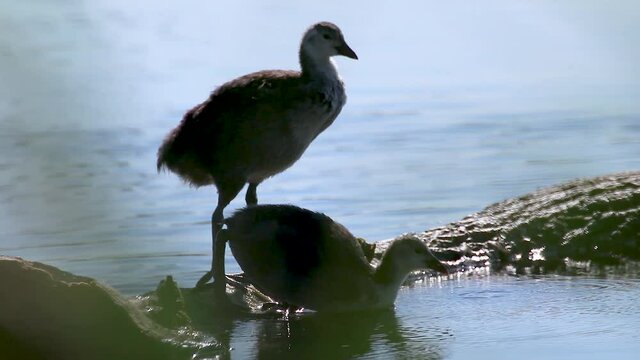 Eurasian coot, young common coot bird cleaning feathers and standing on tree trunk in mirror blue lake water surface close-up. Wildlife birds watching