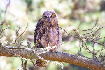 Great Horned Owl