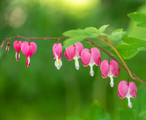 Red bleeding heart flowers bloom in the spring perennial garden.