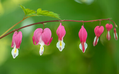 Red bleeding heart flowers bloom in the spring perennial garden.