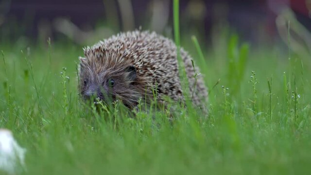Little hedgehog in green grass eating. Close up view. Wildlife nature concept.