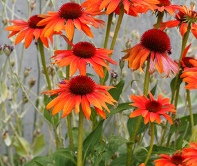 Touffes dressées de superbes fleurs solitaires rouge-feu de rudbéckias pourpres (Echinacea...