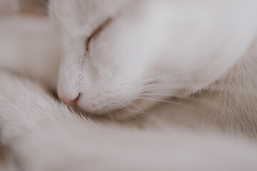 cute little white-red sleeping cat in closeup