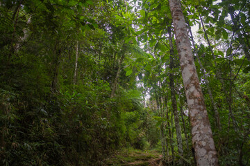 Vegetation in the national park