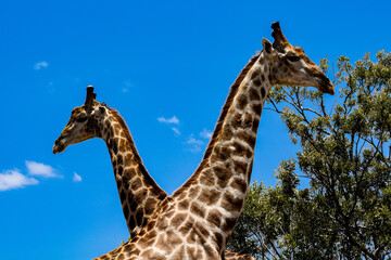 Two giraffe in the bush.