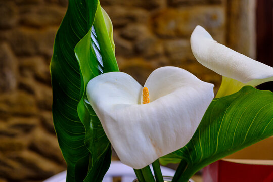 Zantedeschia aethiopica, commonly known as calla lily and arum lily, is a species in the family Araceae.