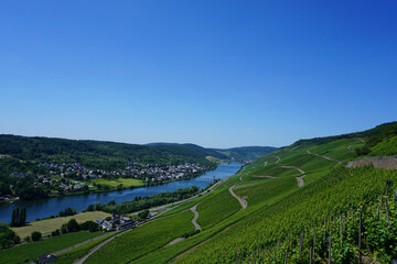 Fototapeta na wymiar Ein Blick auf die Weinberge und die Mosel in Rheinland Pfalz in Deutschland - A view of the vineyards and the Moselle in Rhineland Palatinate in Germany