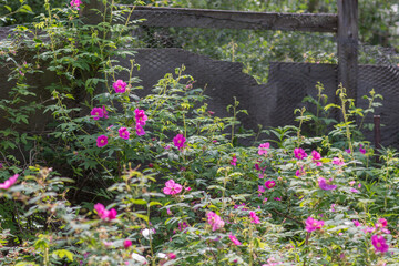Prickly Wild Rose Garden in Alaska