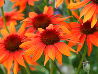 (Echinacea purpurea) Gros plan sur fleurs de rudbeckia aux pétales lumineux rouge feu retombant au coeur hérissé brun foncé 