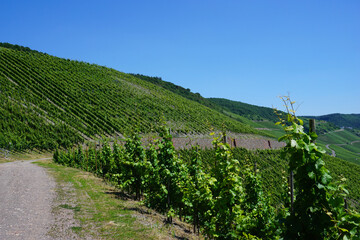 Fototapeta na wymiar Ein Blick über die Weinberge an der Mosel in Rheinland Pfalz - A view over the vineyards on the Moselle in Rhineland Palatinate -