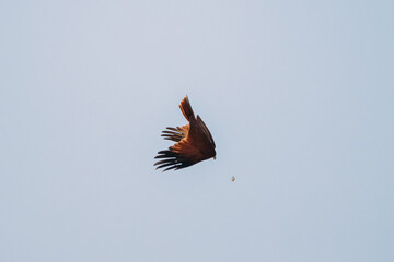 Goa, India. Brahminy Kite Throwing Crab In Flight In Blue Sky