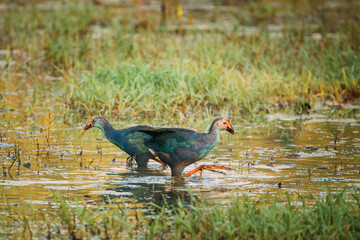Goa, India. Two Grey-headed Swamphen Birds In Morning Looking For Food In Swamp. Porphyrio Poliocephalus