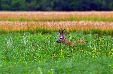 Dzika natura kozioł sarny © Edward