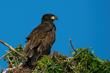 Perched Juvenile Bald Eagle