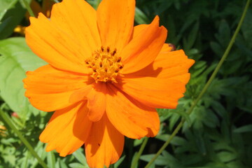 orange zinnia flower