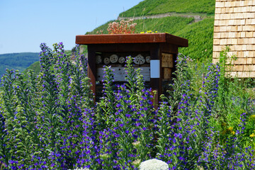 ein kleines Insektenhotel umgeben von lila blühenden Wildbumen in den Weinbergen an der Mosel in...