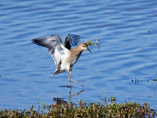 Ruff (Calidris pugnax) in its natural enviroment in Denmark