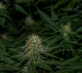 White Russian and S.A.G.E. variety of marijuana flower under LED lights