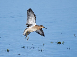 Ruff (Calidris pugnax) in its natural enviroment in Denmark