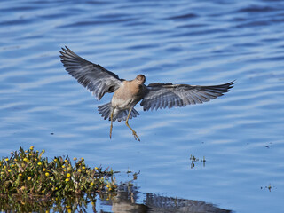 Ruff (Calidris pugnax) in its natural enviroment in Denmark