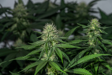 White Russian and S.A.G.E. variety of marijuana flower under LED lights