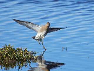 Ruff (Calidris pugnax) in its natural enviroment in Denmark