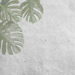 Natural green fresh monstera leaves border frame on white abstract background isolated. Room for...