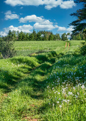 A track along a farm field in rural Prince Edward Island, Canada.