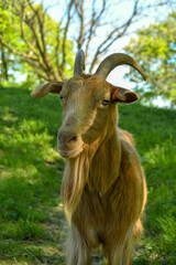 Close up portrait of a goat with long hair and horns in a shaded pasture in evening sunlight