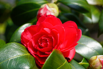 Fototapete bei efototapeten.de bestellen   